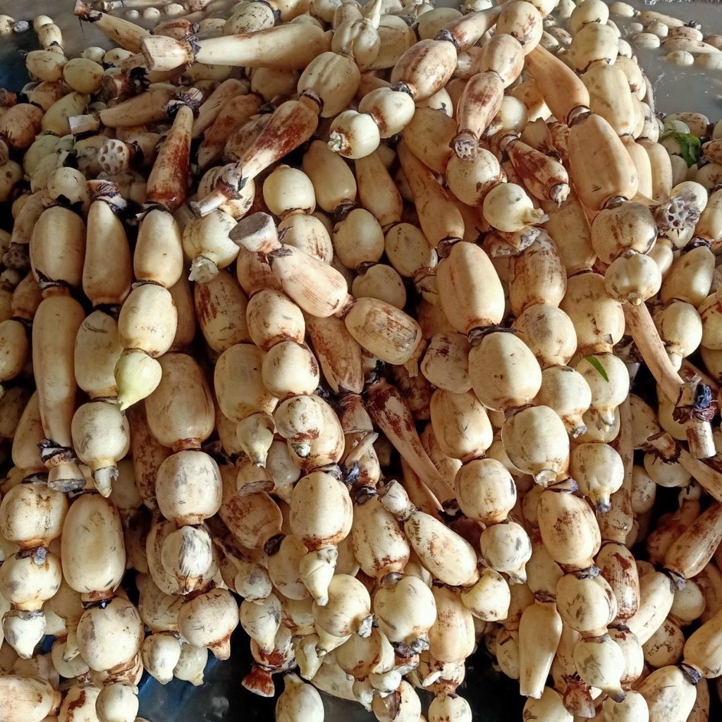củ sen tươi loại 1 ship hỏa tốc (giá cả theo mùa)