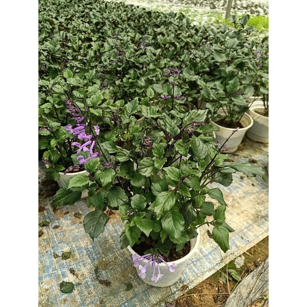 Chậu Mona lavender cây đang nụ-vườn của boss