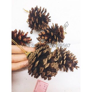 Bộ 06 trái thông khô , trang trí giáng sinh, trang trí cây thông noel