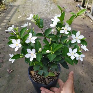 Cây mai chỉ thiên