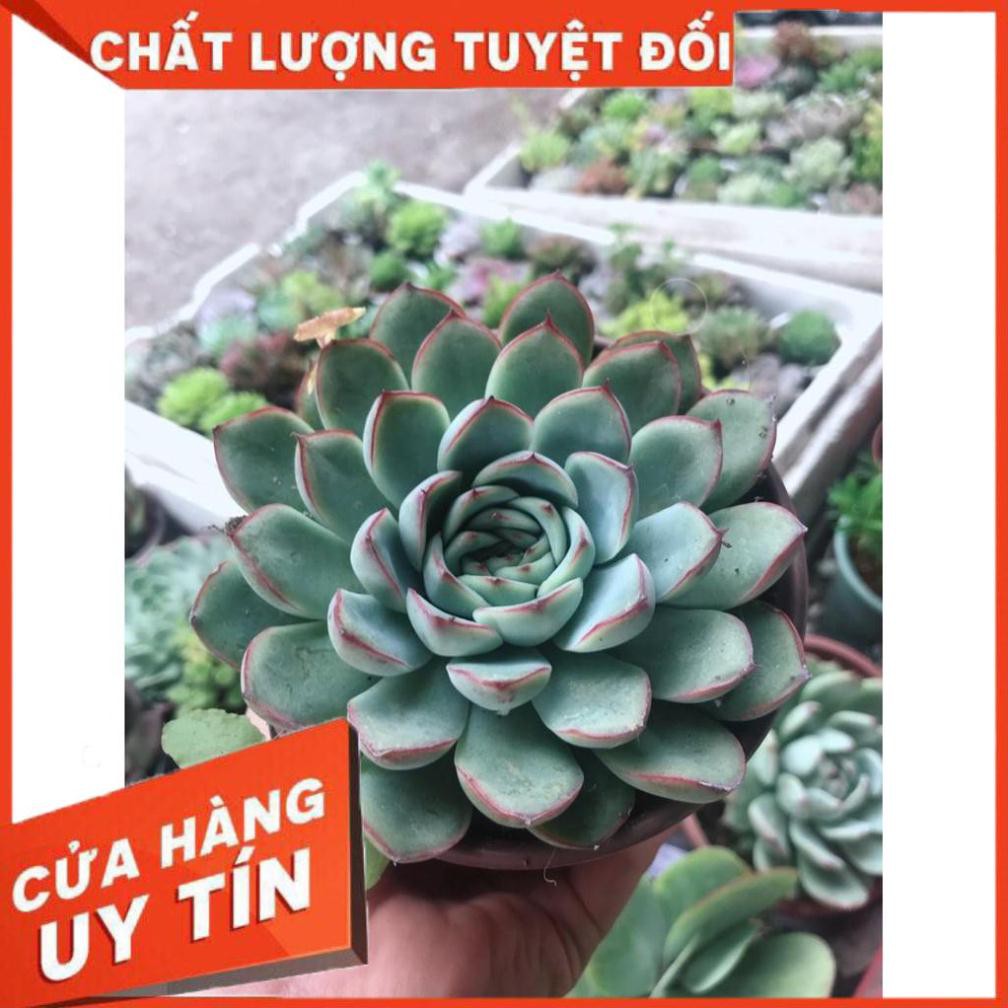 Combo 10 cây sen trung Nhiều Người Mua