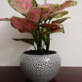 Cây Vạn Lộc