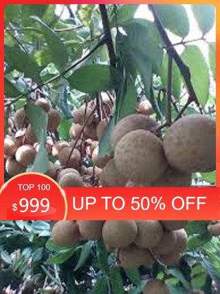 Cây NHÃN LÙN THÁI LAN, cây ghép cho quả sớm, năng suất và chất lượng quả tốt