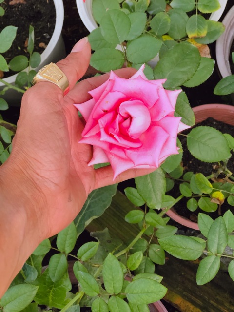 Bộ thuốc ngừa nấm bệnh cho hoa