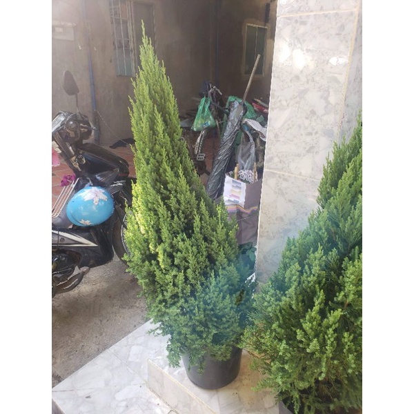 Cây Sơn Tùng  trang trí Noel giáng sinh