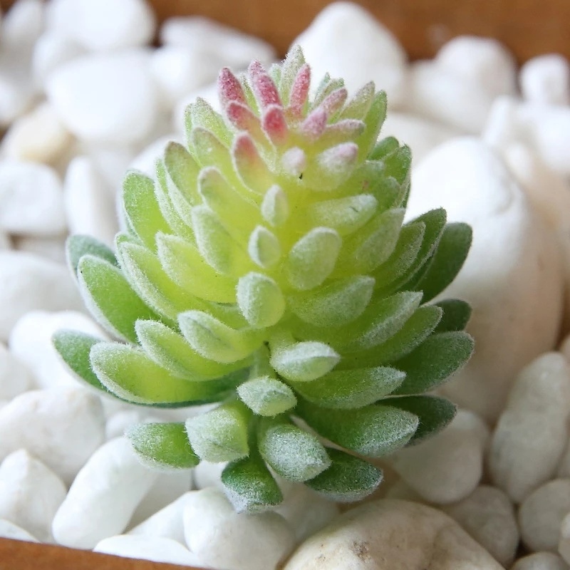 1 Chậu Cây Bonsai Giả Mini Trang Trí Bàn Làm Việc