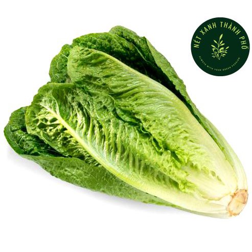 Hạt giống Xà Lách Romaine 2gr