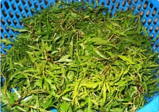 Lá đinh lăng phơi khô nhà trồng ( tắm trắng, giúp ngủ ngon giấc)