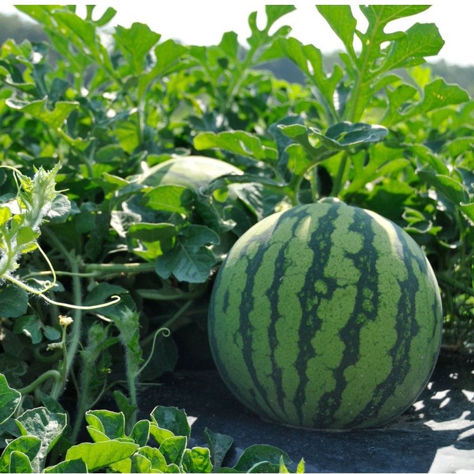 Hạt Giống Dưa Hấu Táo Ruột Vàng Lai F1 (5 Hạt)