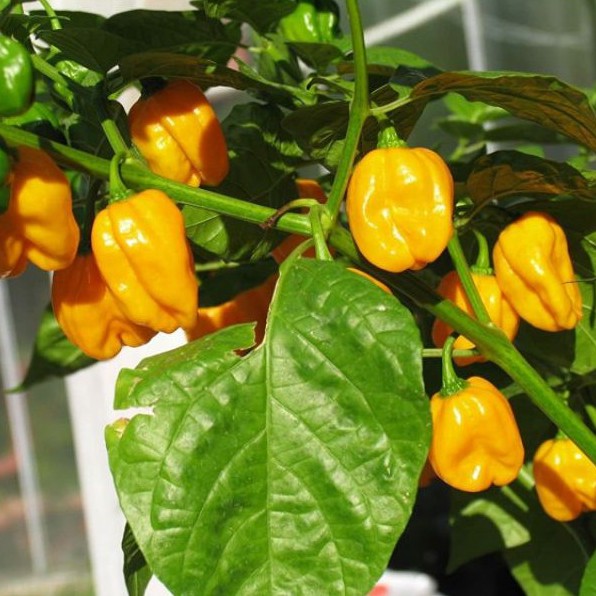 (NK Mỹ) Hạt giống ớt cam siêu cay Habanero - 15 hạt