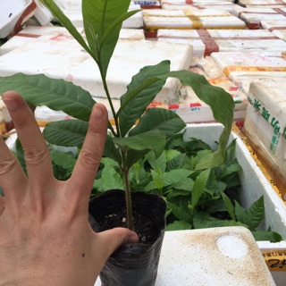 cây Vú Sữa Hoàng Kim - Vú Sữa Vàng - Vú Sữa Đài Loan