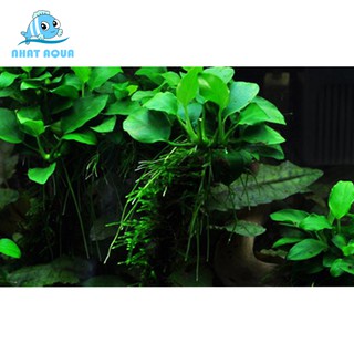 Cây thủy sinh ráy lá nhỏ