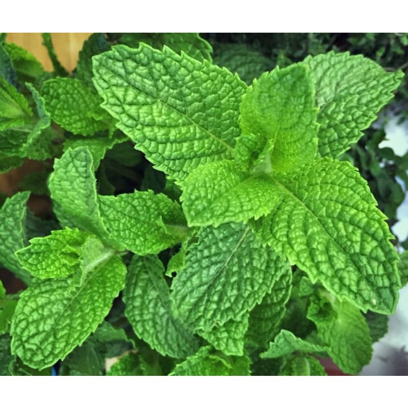 Hạt Giống Cây Bạc Hà Thái peppermint,gói 200 hạt