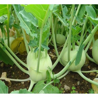 Hạt giống Su hào 1gr - Rau củ quả trồng tại vườn, sân thượng, nông trang, ban công