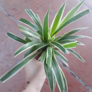 [Ảnh thật từ ảnh 2 ] Cỏ lan chi cây nhỡ