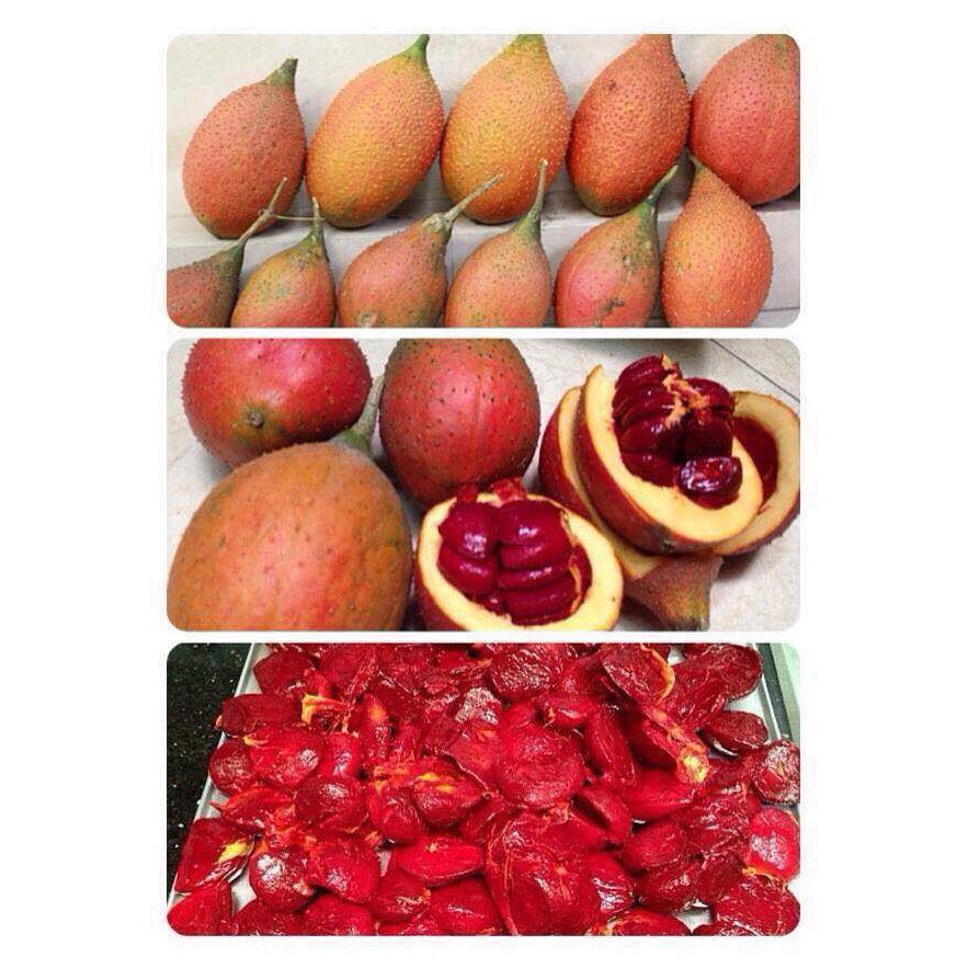 DẦU GẤC NGUYÊN CHẤT - DƯỠNG TRẮNG HỒNG DA & XOÁ MỜ NÁM, TÀN NHANG | BigBuy360 - bigbuy360.vn