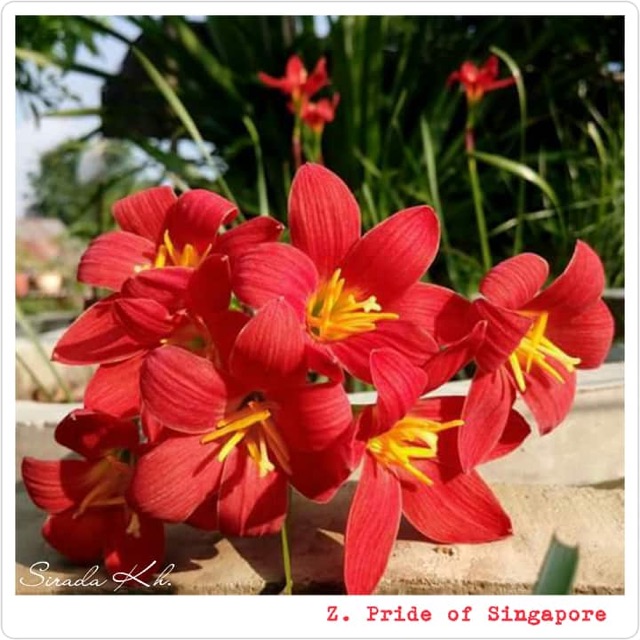 Price of Singapore- củ huệ mưa Nhập ngoại size hoa