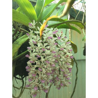 nghinh xuân buôn đôn hoa tết