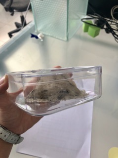 10gr yến thô (loại còn lông)