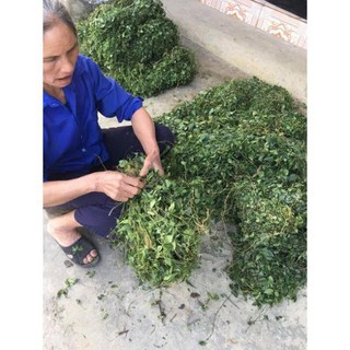 Giảo Cổ Lam 5 lá Hoà Bình 1kg