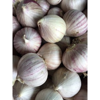 Combo 2kg Tỏi cô đơn - tỏi một nhánh Phan Rang