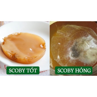 Scoby - Men làm trà Kombucha