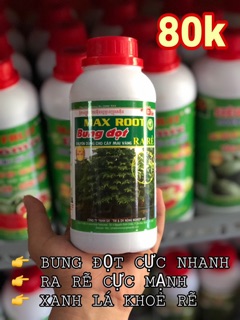 BUNG ĐỌT RA RỄ MAI VÀNG