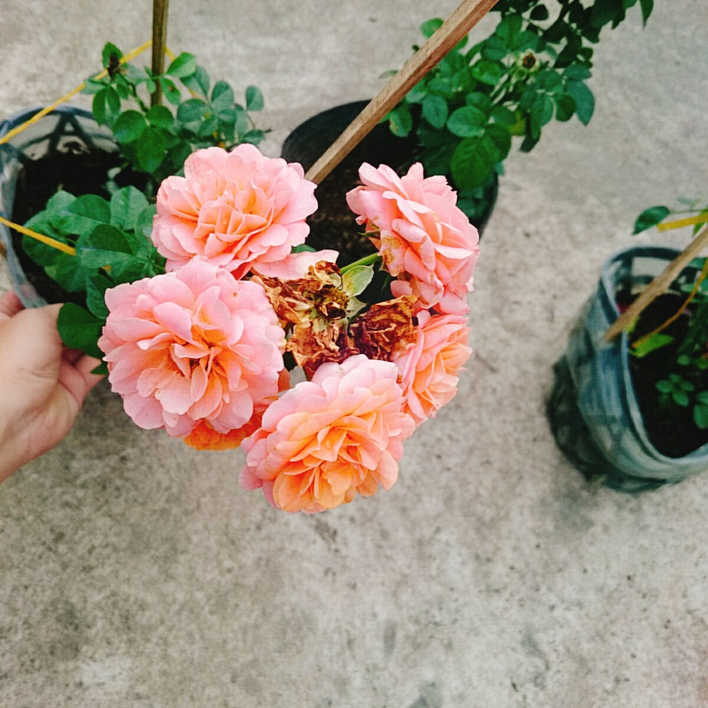 Hoa hồng Tezza màu cam cá hồi, kích thước, cây có nụ hoa