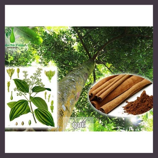 [LOẠI 1] Quế Thanh Cạo Vỏ 200gr - 500gr
