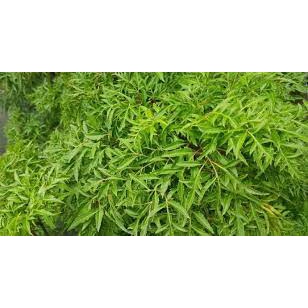 Bột lá đinh lăng