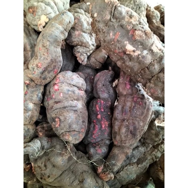 Củ hà thủ ô đỏ thái lát 1 kg chưa sơ chế hàng đẹp