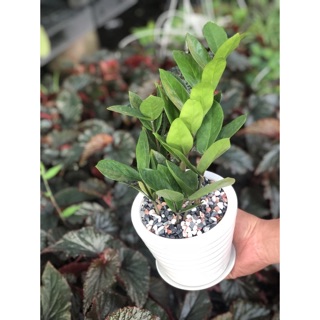 Chậu cây kim tiền mini