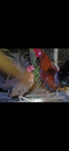 10 quả trứng gà tre mỹ