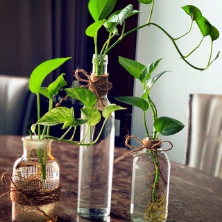cây trầu bà (vạn niên thanh) trồng đất hoặc thủy sinh