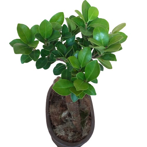 Cây Si Nhật, cây mini bonsai