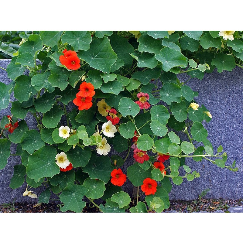 Hạt Giống Hoa Sen Cạn (tặng kèm phân) Outsidepride Nasturtium Seed Mix - 1/4 LB