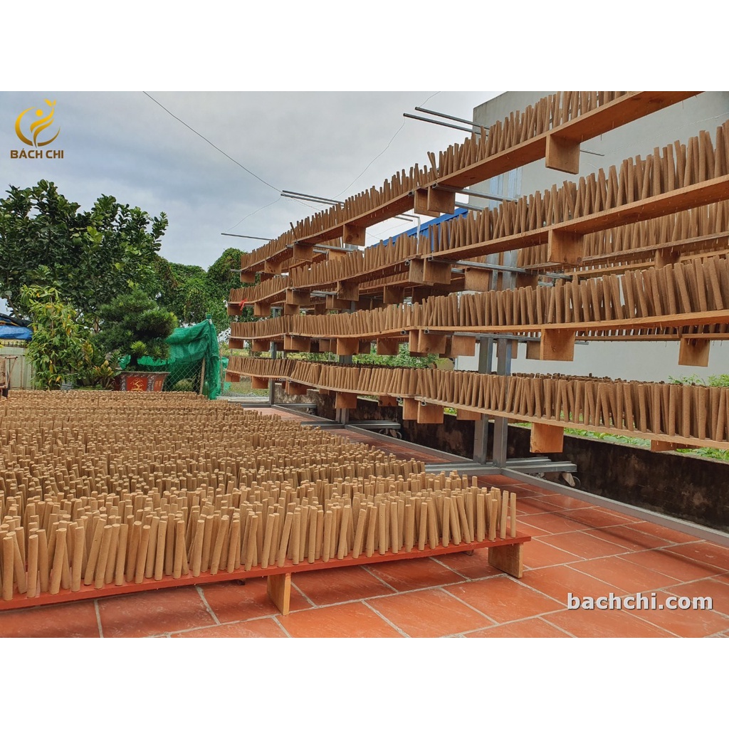 Điếu ngải cứu tự nhiên Bách Chi