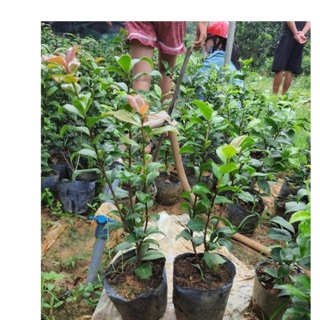 cây hoa trà ta giống