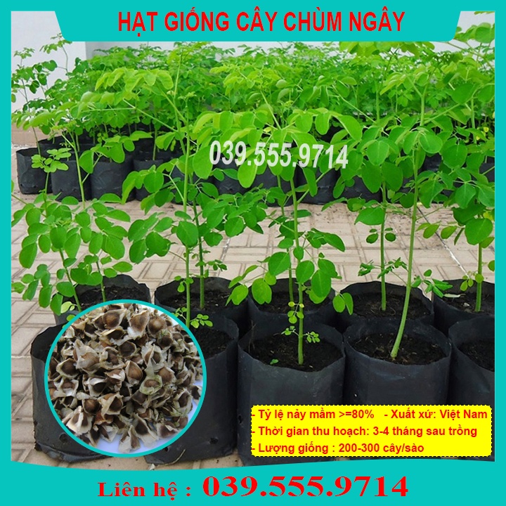 Hạt Giống Rau Ngót Xanh - Rau Trồng Chậu Hoặc Thùng Xốp Tại Nhà, Dễ Trồng