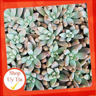 Sen đá pha lê tím vĩ🍏 |FREESHIP| 🔥 XỨ NÓNG, ĐÃ THUẦN KHÍ HẬU, KHOẺ ĐẸP 🍏 LỖI 1 ĐỔI 1