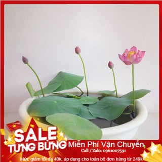 Hạt Giống Hoa Sen Nhật Mini-
