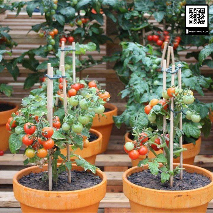 Hạt giống cà chua bi lùn đỏ (cà chua bonsai) - Gói 100 hạt