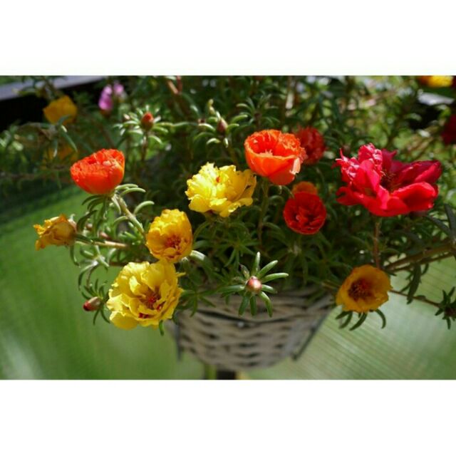 Hạt giống hoa mười giờ mỹ kép mix nhiều màu ( 200 hạt)