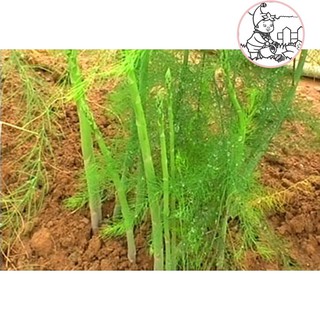 Hạt măng tây - gói 10 hạt