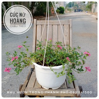 Cây cúc nữ hoàng chậu treo