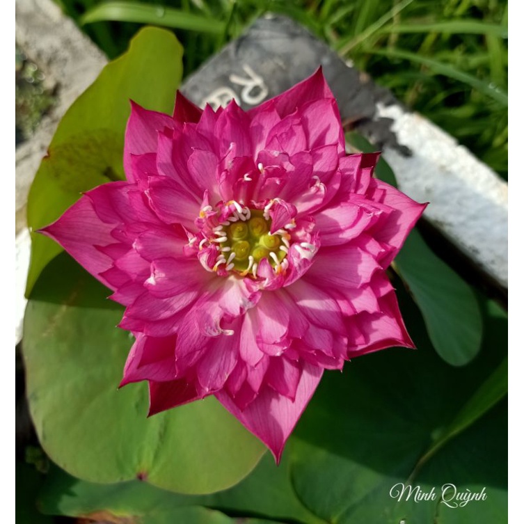 Củ sen mini Red Rose