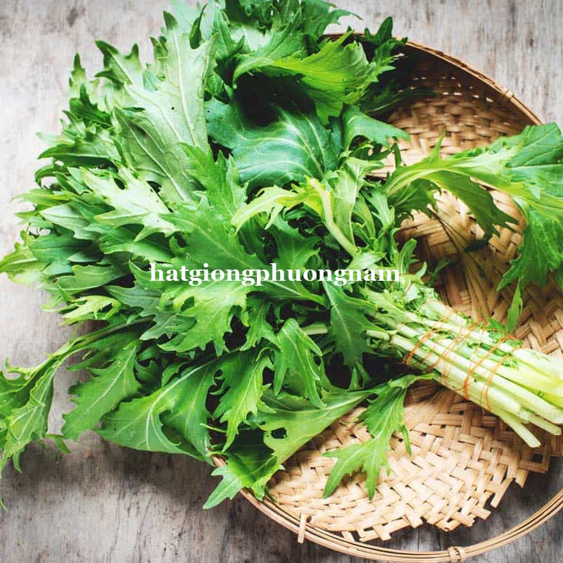 1GR - HẠT GIỐNG CẢI MIZUNA XANH