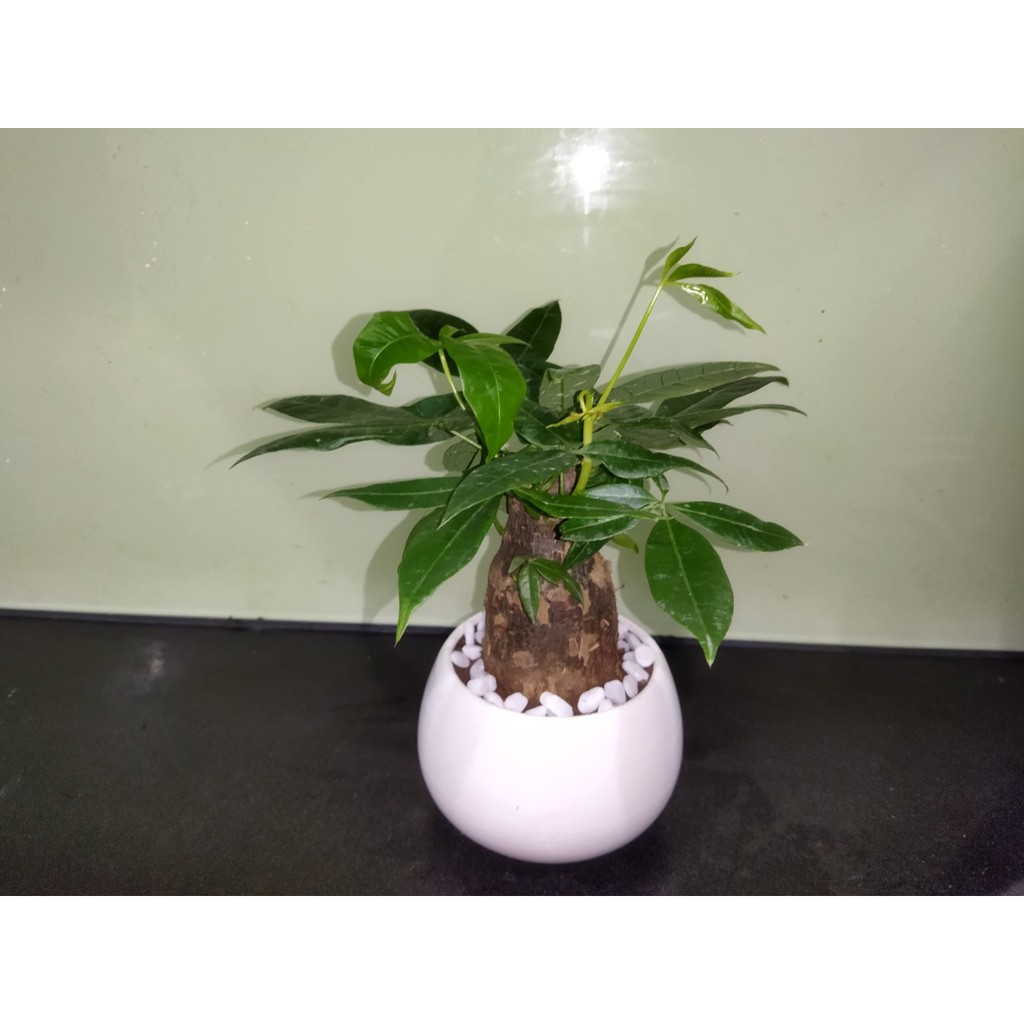 Cây kim ngân 1 thân , 3 thân để bàn hút tài lộc