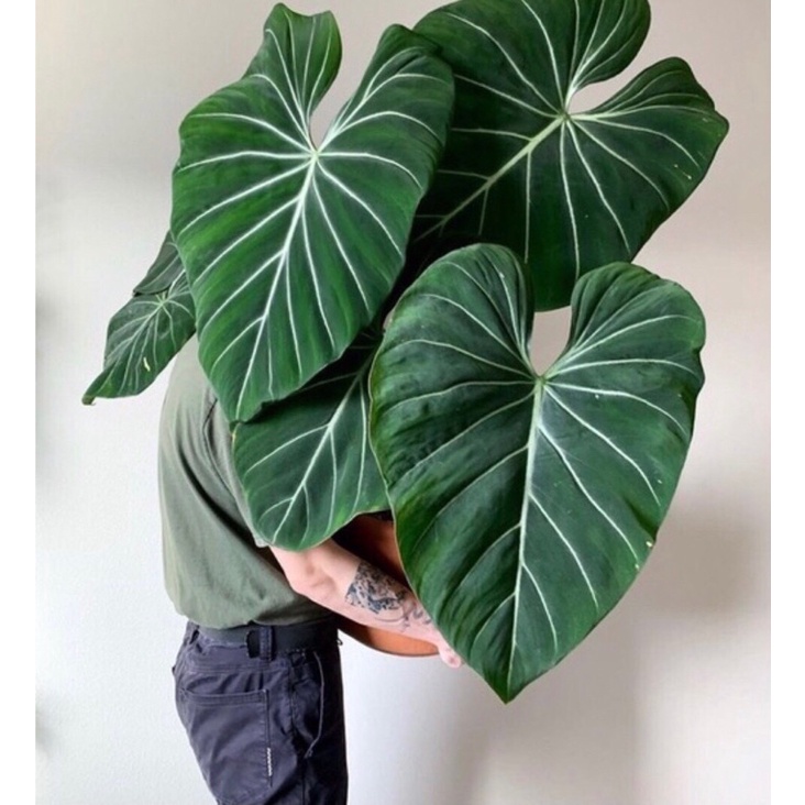 Philodendron Gloriosum