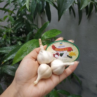 Tỏi lý sơn chính hiệu 100%